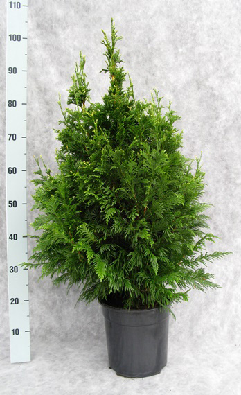 067-thuja-pl-can-can-90