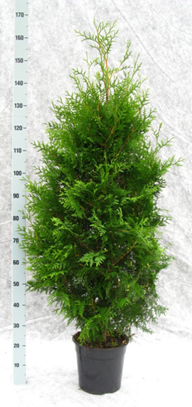 thuja-occ-brabant-140