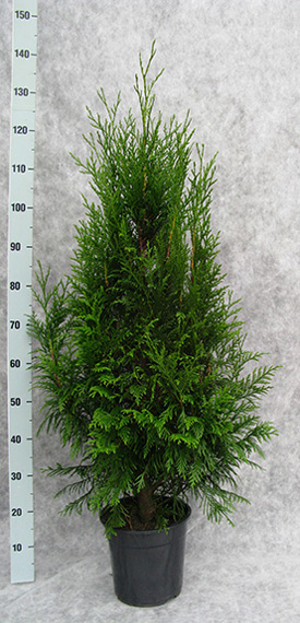 thuja-pl-atrovirens-110