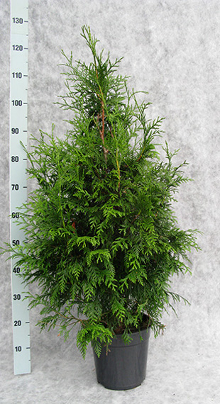 thuja-pl-dura-100