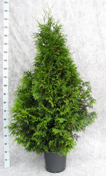 thuja-pl-gelderland-170